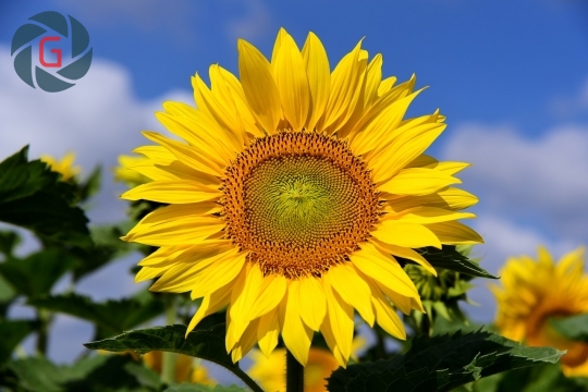 Солнце цветок