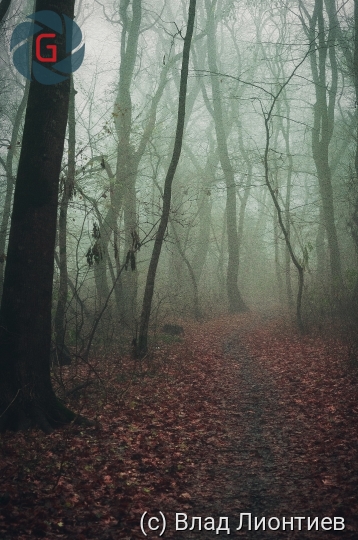 туманный лесной пейзаж